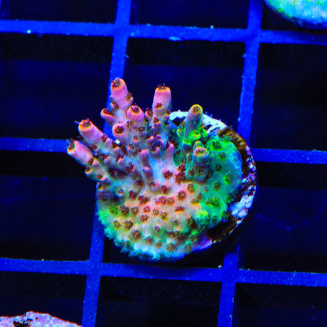 TSA Fruity Splice Acropora Coral