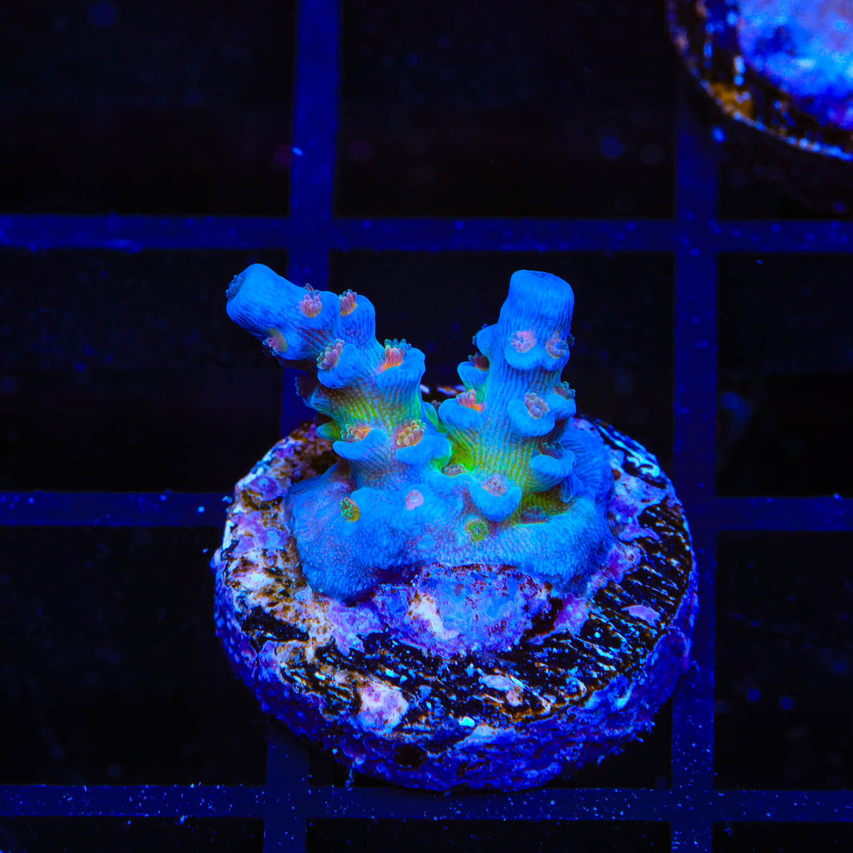 JF Jolt Acropora Coral – Top Shelf Aquatics