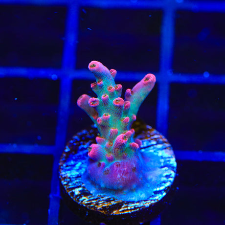 TSA Victoria Secret Acropora Coral