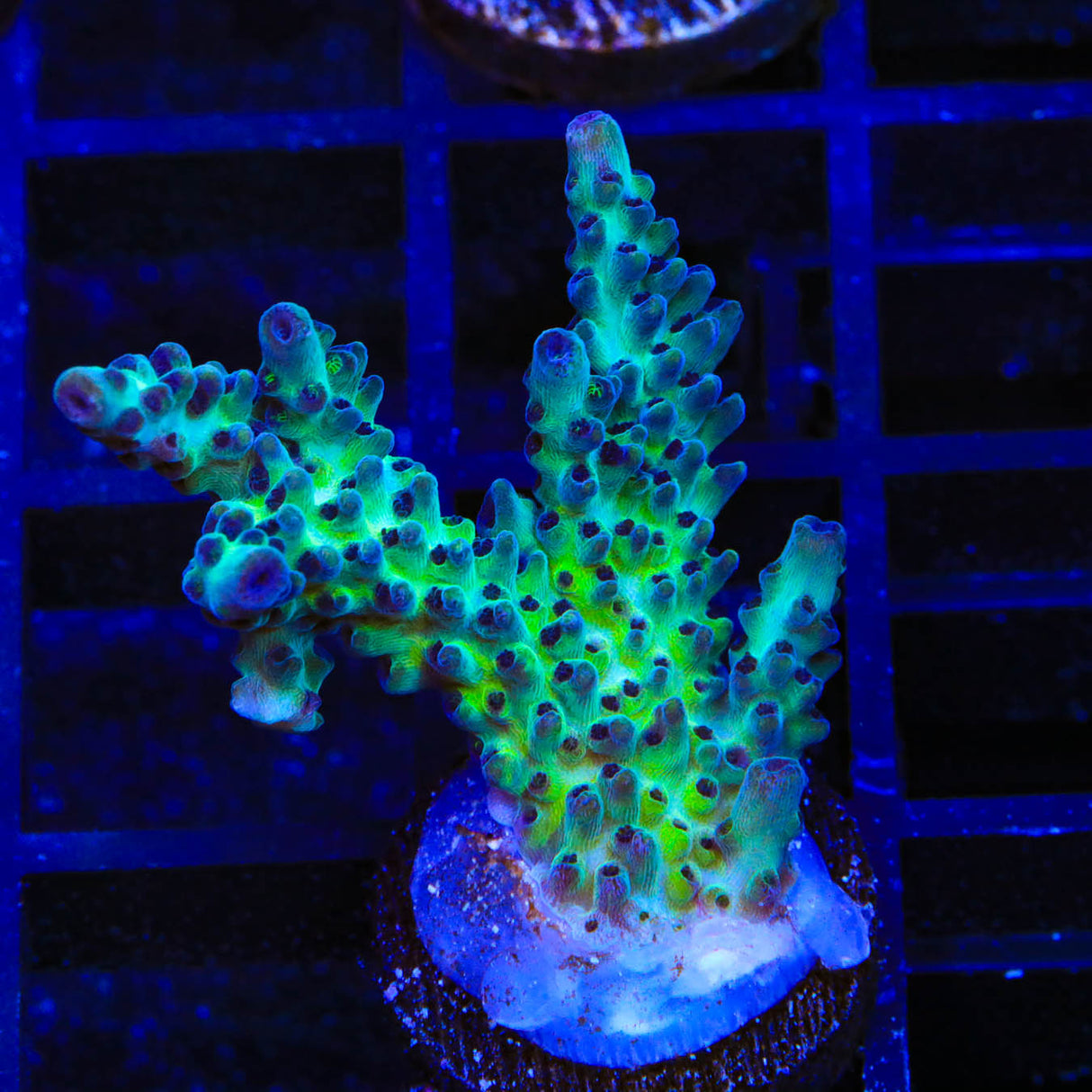 Greg Hiller's Aqua Delight Acropora Coral - Top Shelf Aquatics