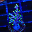 Pacman Acropora Coral