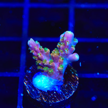 BC Bubblebath Unicorn Acropora Coral