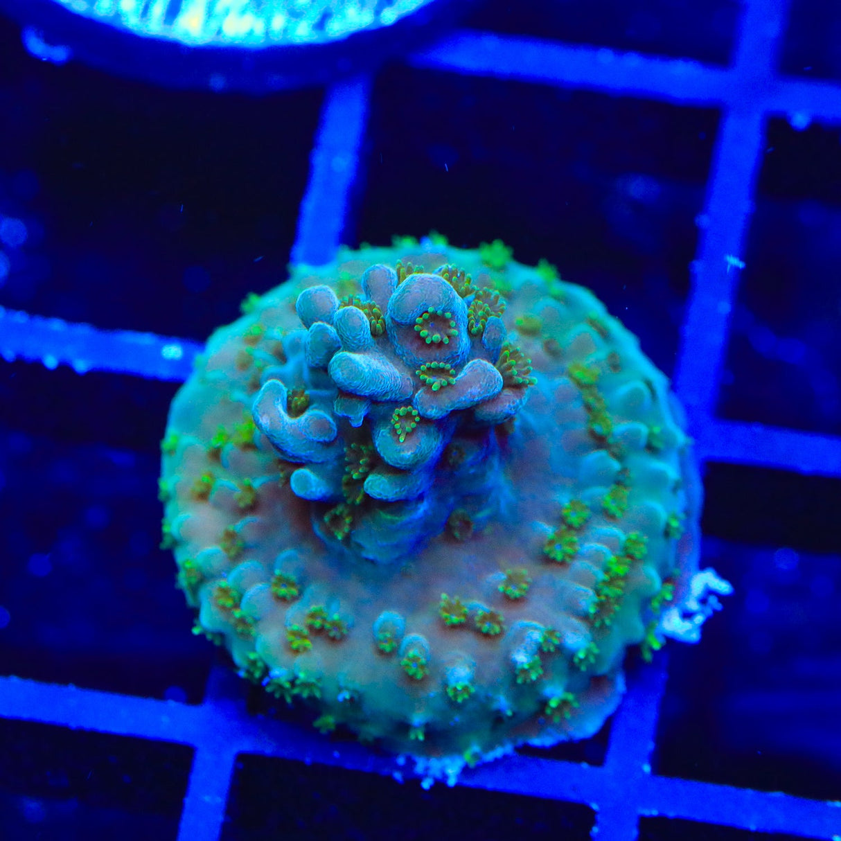 TSA Thanos Acropora Coral