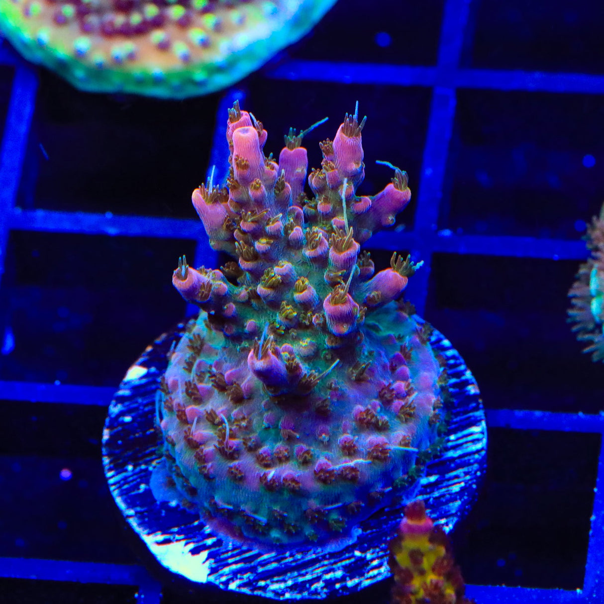 TSA Lavender Haze Acropora Coral