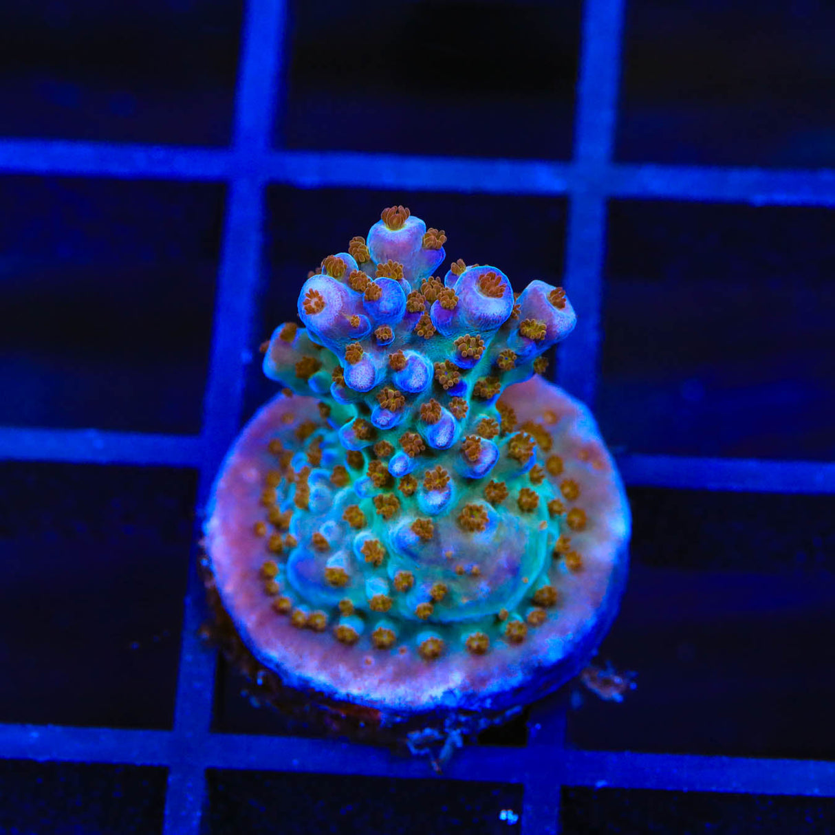 ARC Fireworks Acropora Coral – Top Shelf Aquatics