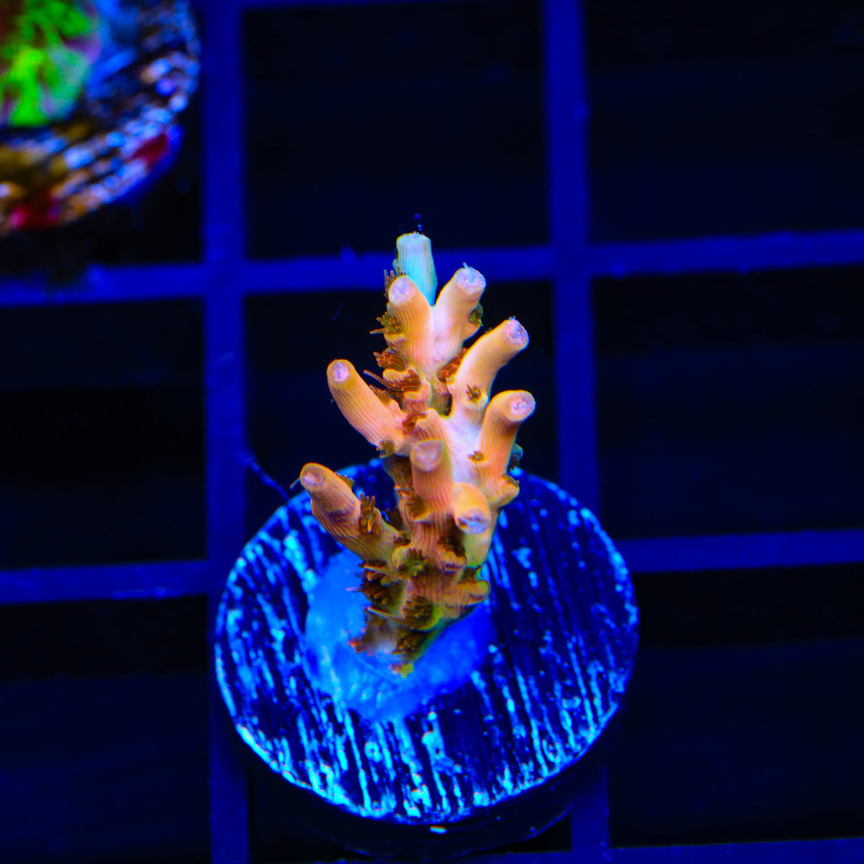 TSA Flower Bomb Acropora Coral