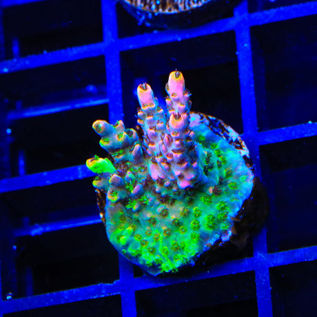 TSA Fruity Splice Acropora Coral