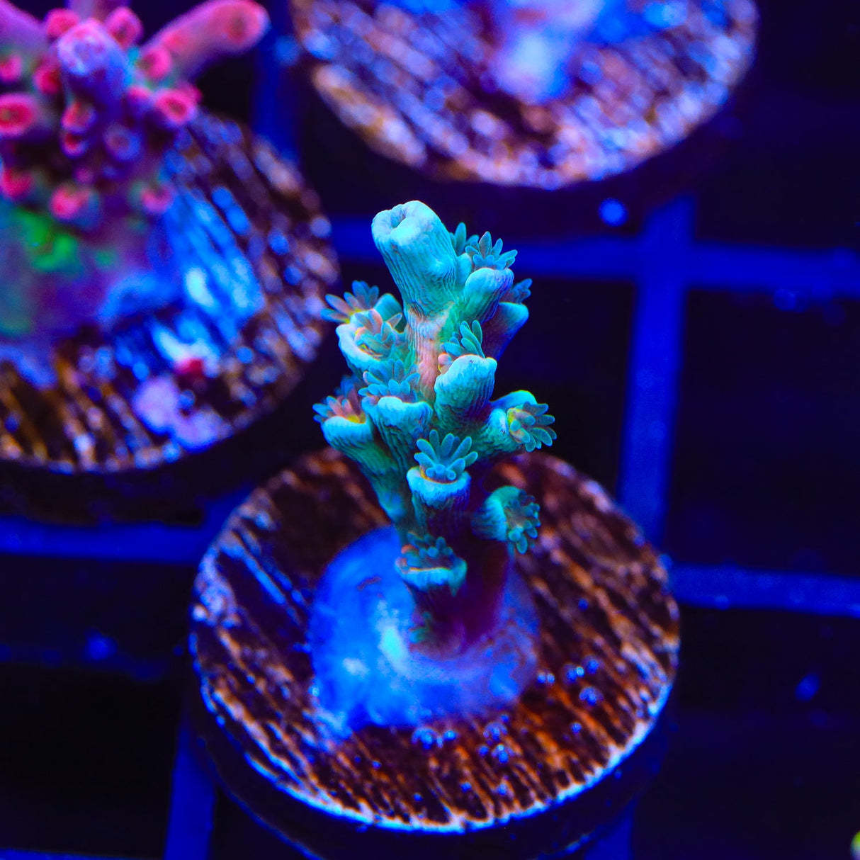 Vivids Insanity Acropora Coral