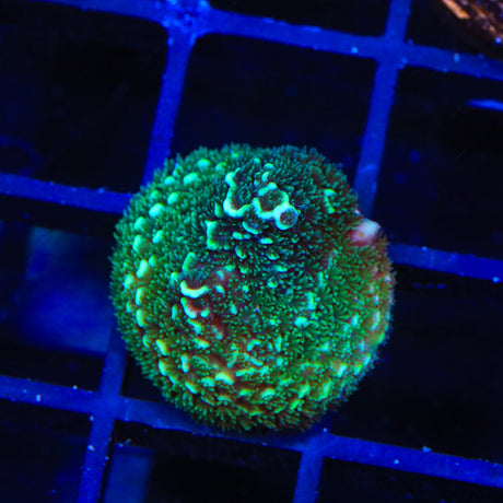 TSA Aqua Matrix Acropora Coral