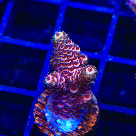 TSA Orange Matrix Acropora Coral