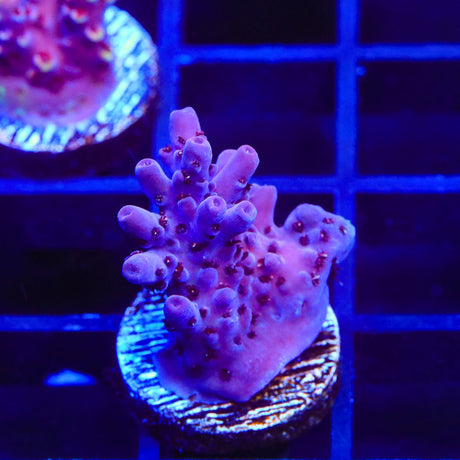 TSA Bo Katan Acropora Coral