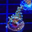 TSA Goliath Acropora Coral