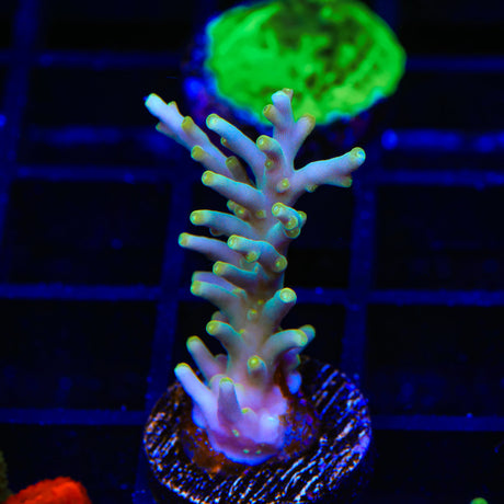 TSA Neon Nectar Acropora Coral