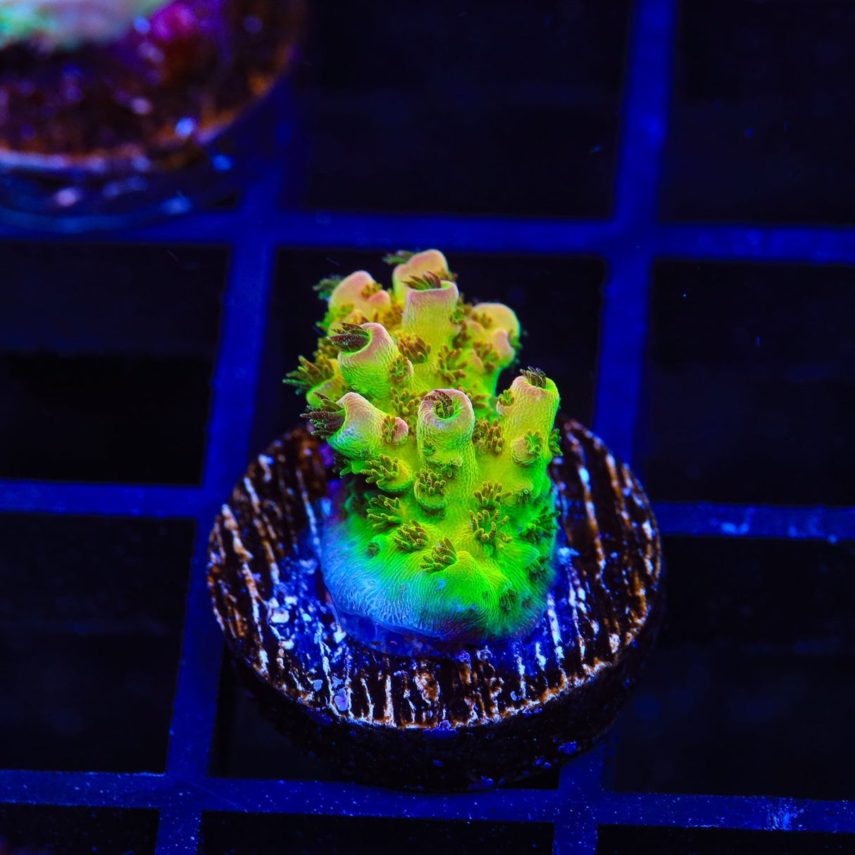 PC Superman Acropora Coral