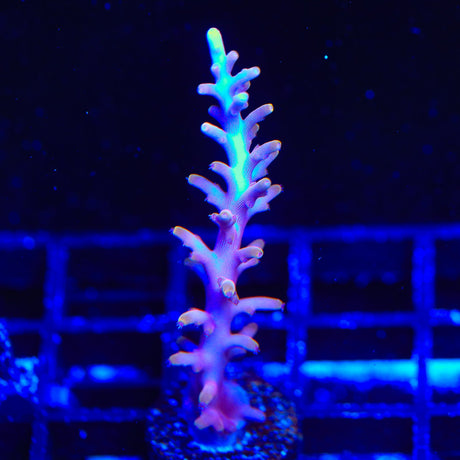 TSA Fire Dragon Acropora Coral