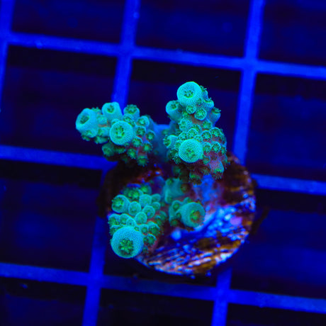 TSA Gremlin Acropora Coral