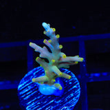 TSA Neon Nectar Acropora Coral