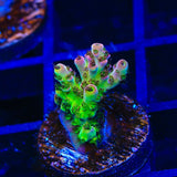 PC Superman Acropora Coral