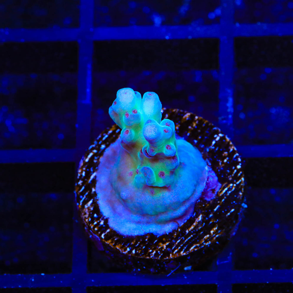 RRC Shazam Acropora Coral - Top Shelf Aquatics