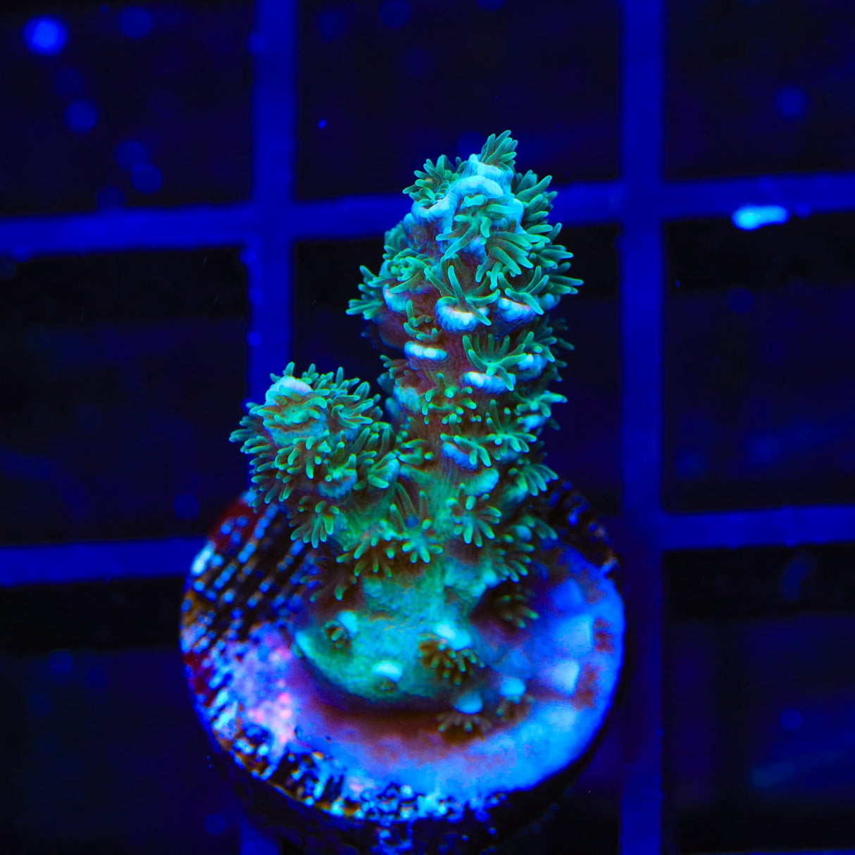 TSA Silver Surfer Acropora Coral