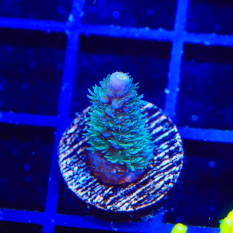 TSA Kiwi Frost Acropora Coral