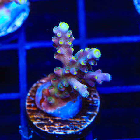 TSA Bollywood Acropora Coral