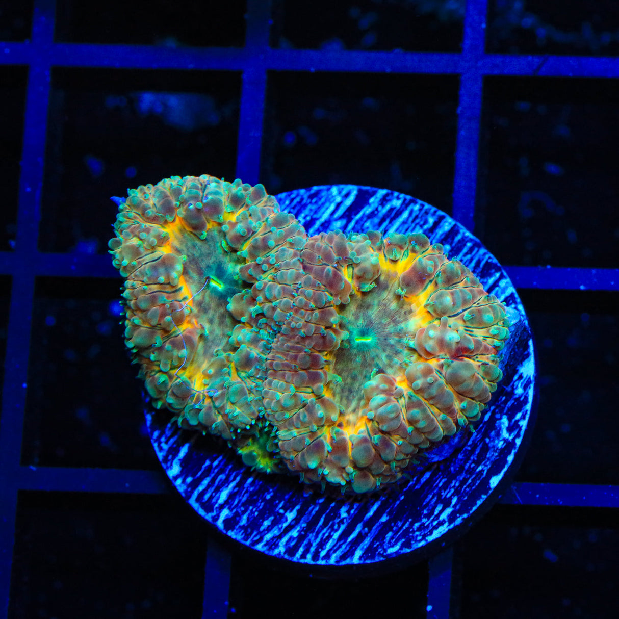 Cracker Jack Blastomussa Coral - Top Shelf Aquatics