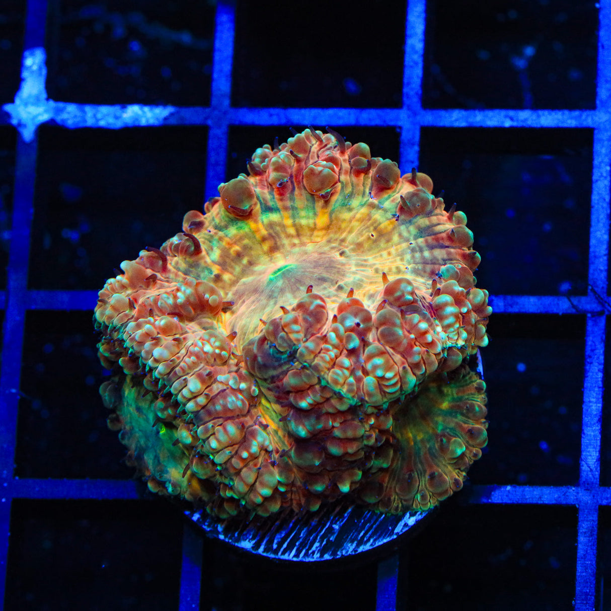 Candy Apple Blastomussa Coral - Top Shelf Aquatics