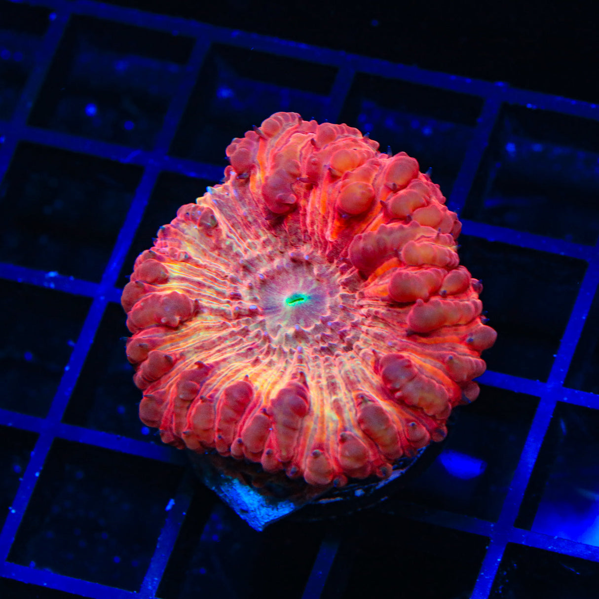 Cinnamon Blastomussa Coral - Top Shelf Aquatics