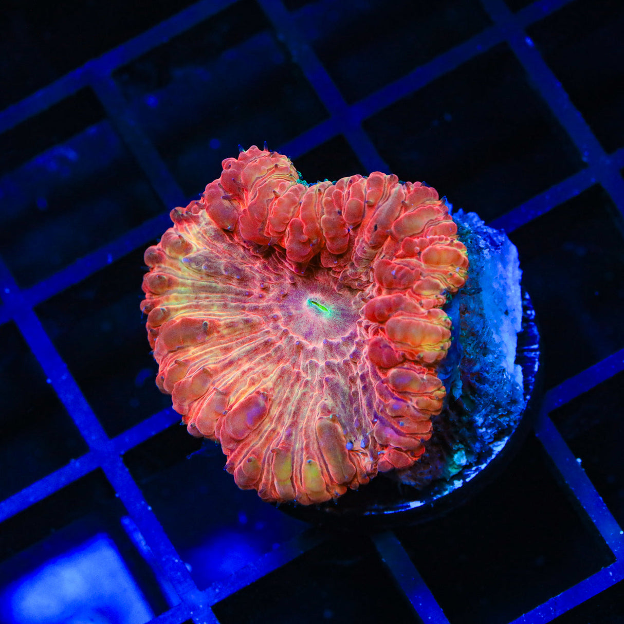 Cinnamon Blastomussa Coral - Top Shelf Aquatics