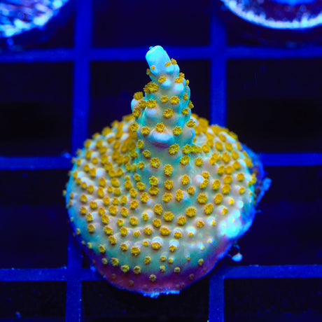 TSA Goliath Acropora Coral