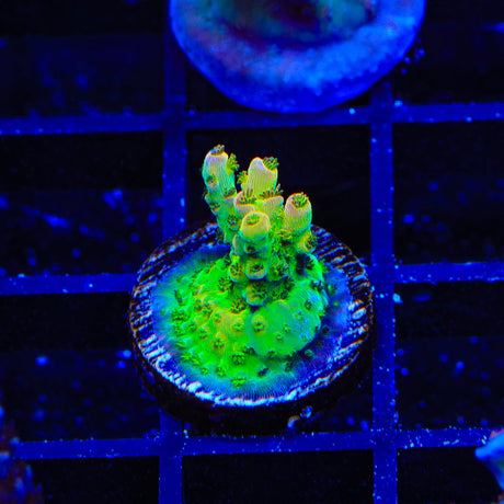 PC Superman Table Acropora Coral