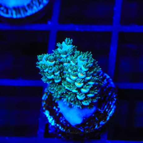 TSA Silver Surfer Acropora Coral