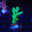 TSA Malaysia Jawdropper Acropora Coral - Top Shelf Aquatics