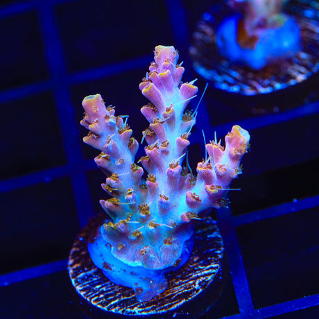 CC Voodoo Majick Acropora Coral