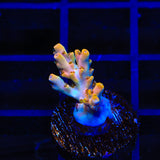 TSA Flower Bomb Acropora Coral