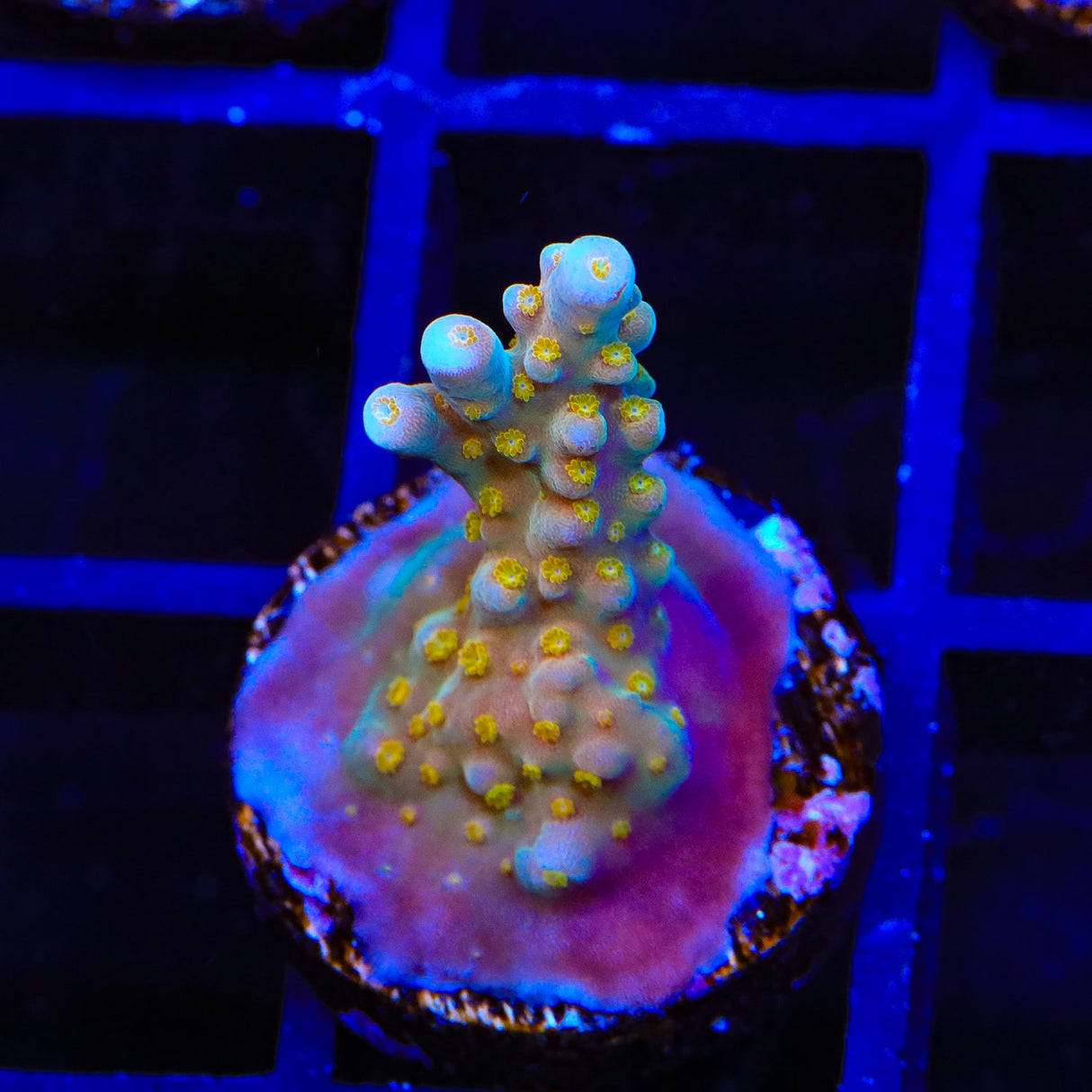 TSA Goliath Acropora Coral