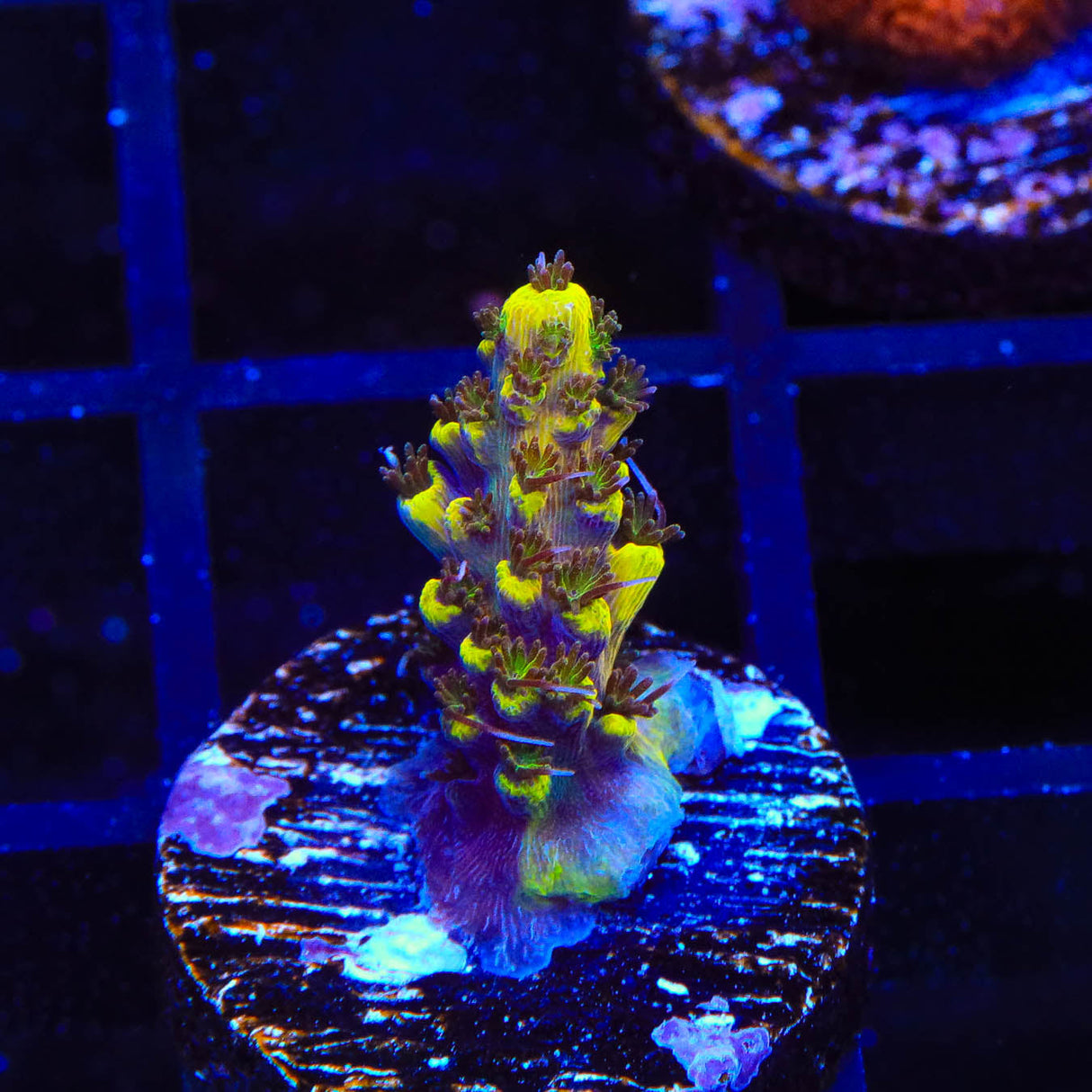 Tyree Pink Lemonade Acropora Coral - Top Shelf Aquatics