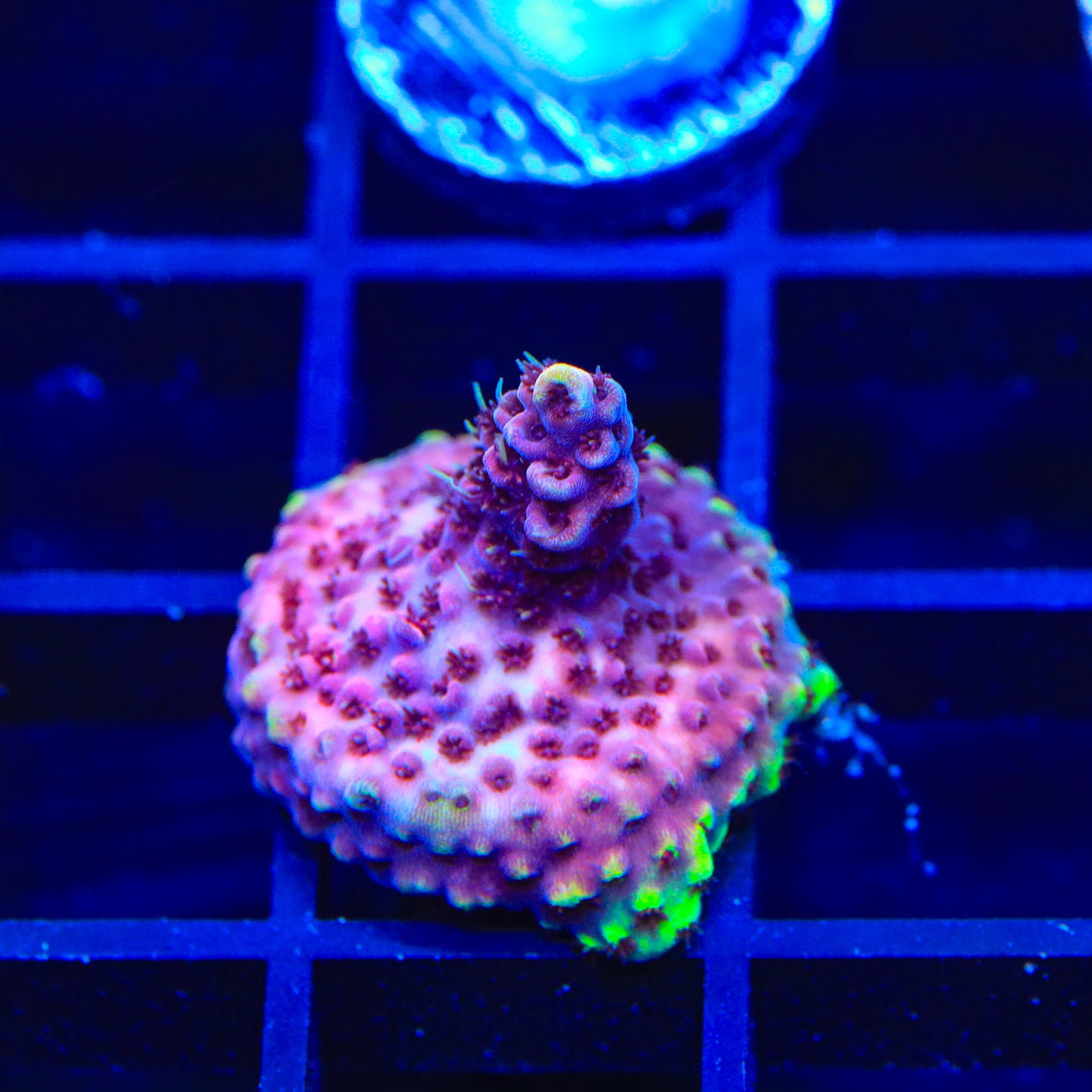 TSA Bo Katan Acropora Coral