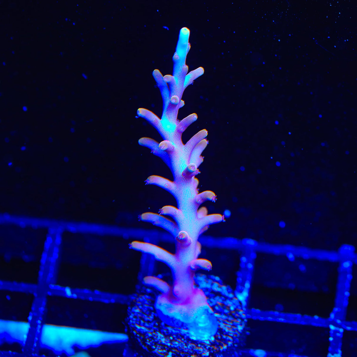 TSA Fire Dragon Acropora Coral