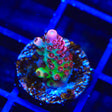 TSA Princess Peach Acropora Coral