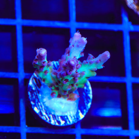 TSA Blueberry Shortcake Acropora Coral