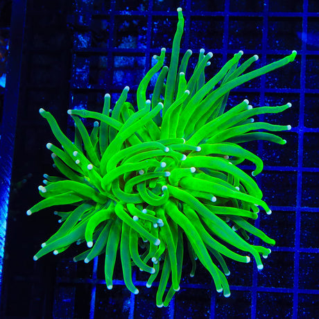 Incredible Hulk Torch Coral