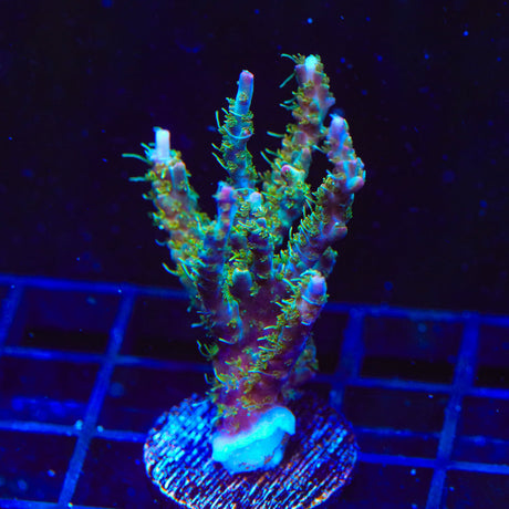 TSA Lavender Haze Acropora Coral