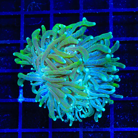 Icy Torch Coral