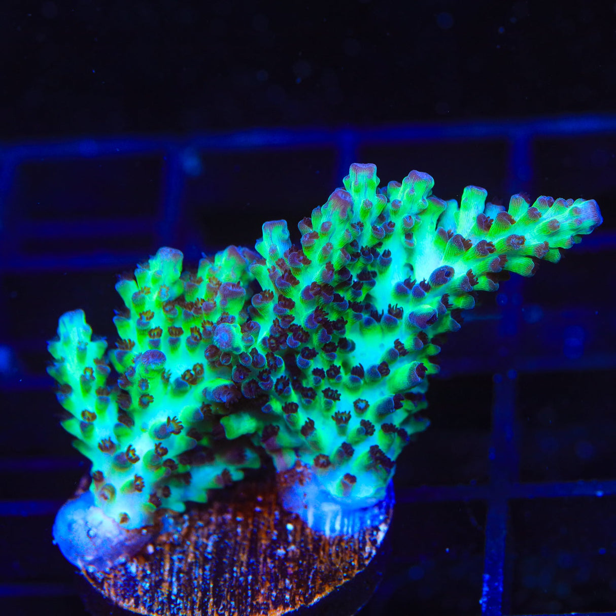 Laura's Purple Polyp Acropora Coral