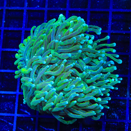 icy Torch Coral