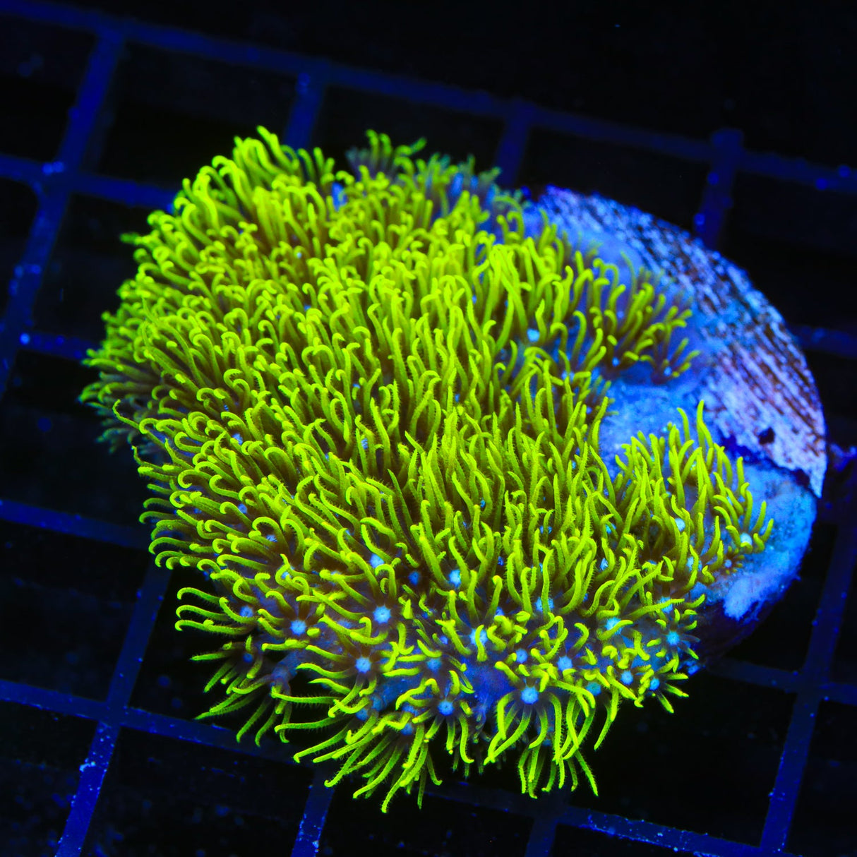 Blue Eye Star Polyps Coral