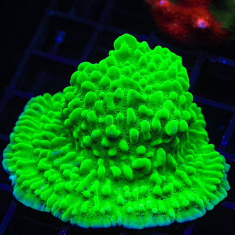 TSA Plutonium Palawanensis Montipora Coral