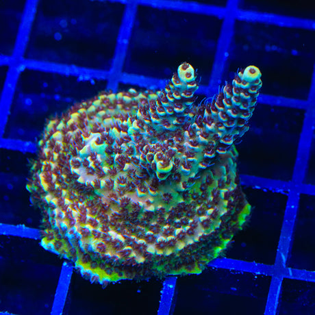 TSA Rick Moranis Acropora Coral